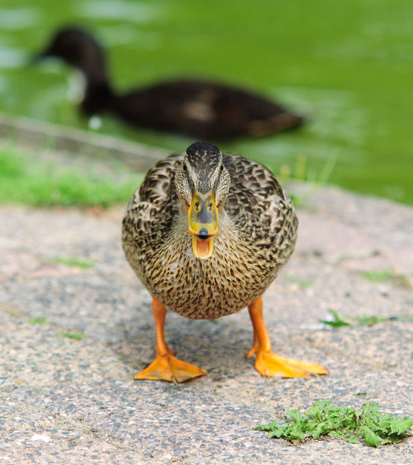 Angry_Duck_by_Citruspers.jpg