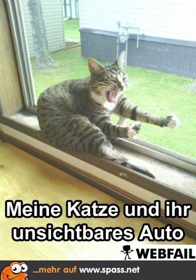 Autofahrkatze.jpg