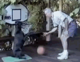 basketball-mit-dem-hund.gif