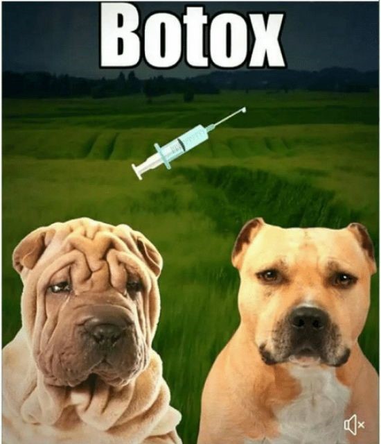 Botox Hunde.jpg