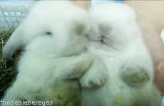 cute-bunny-kisses.gif
