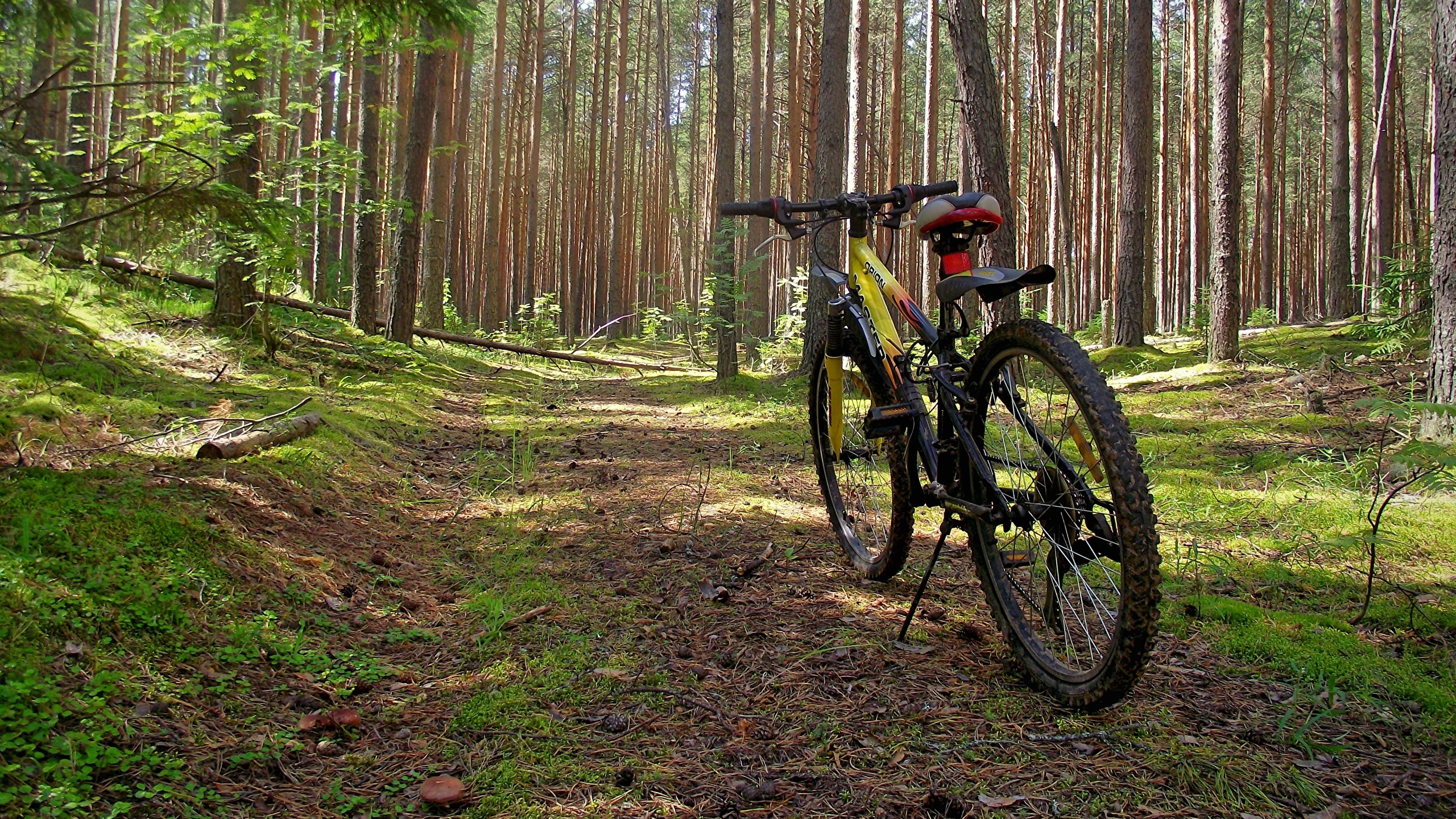 Forests_Bicycle_565602_2560x1440.jpg
