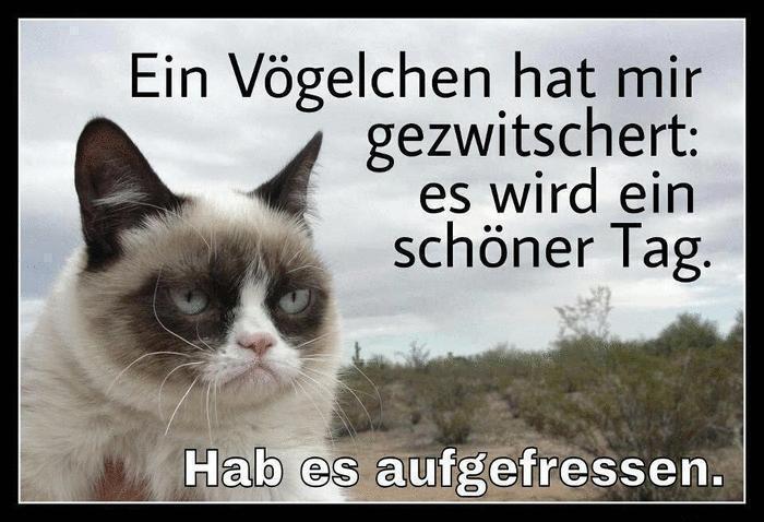 grumpy-cat--ein-schoener-tag.jpg
