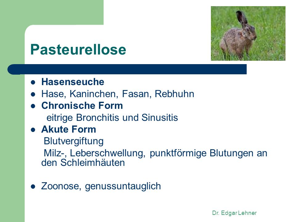 Pasteurellose+Hasenseuche+Hase,+Kaninchen,+Fasan,+Rebhuhn.jpg