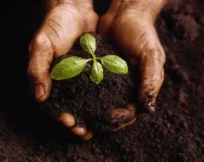 seed-sprouting.webp