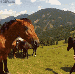 Horse-bites-bicyclist.gif