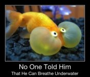 No-one-told-him-that-he-can-breath-underwater.jpg