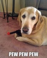 pewpewpew.jpeg