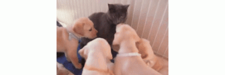 cats&dogs.gif