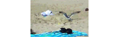 Möwe.gif