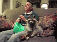 raccoon popcorn.gif