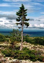 422px-Old-Tjikko-2011-07-19-001.jpg