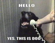 hello_yes_this_is_dog.jpg