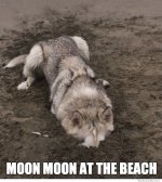 moon-moon-at-the-beach.jpg