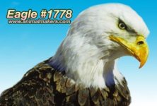 eagle_1778-01.jpg