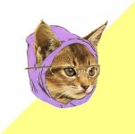 hipster-kitty.jpg