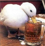 duck_beer.jpg