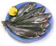 61122402_poisson1_xlarge.png