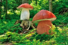 539070_de_riesenpilz.jpg