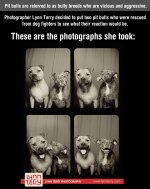 funny-pit-bull-photo-booth-kiss.jpg