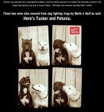 cool-white-pit-bull-dog-photo-booth.jpg