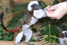 Haus-des-Meeres-2013-Presse-Affe-Futter-2013.jpg