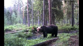 Bär.jpg