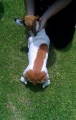 Go+on....Pet+it_8a7f34_5166344.jpg