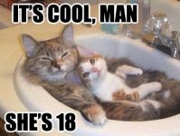funny-cats-bathroom-sinktt.jpg