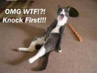 Free-funny-cats-pictures.jpg