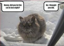 funny-cats-25.jpg
