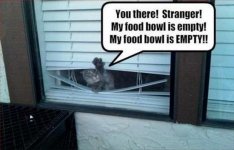 funny-cats-171.jpg