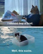 funny-cats-31.jpg