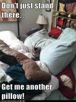 cat-in-my-bed-funny-cats.jpg