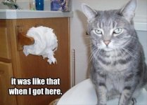 funny-cats-3.jpg