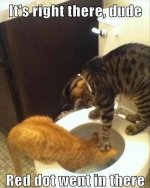funny-cats-in-toilet.jpg