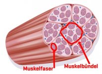 querschnitt-muskel-muskelbuendel-muskelfaser-struktur-grafik-rte-XmnS.jpg