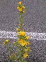 Mallorca 2014 542.jpg