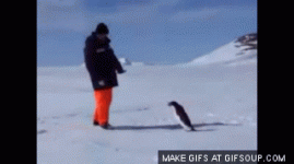 angry-penguin-o.gif