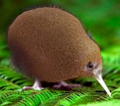 kiwi.jpg