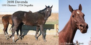 2698davenda.jpg
