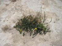 Mallorca 2014 030.jpg