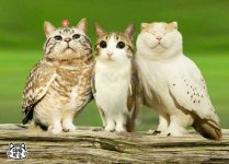 meowl-cat-owl-3.jpg