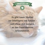 Katze.jpg