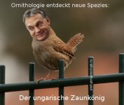 ungarischer Zaunkönig.jpg