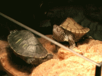 reaktion-wenn-die-leute-hinter-meinem-ruecken-ueber-mich-reden.gif