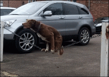 die-witzigsten-hunde-gifs-aller-zeiten_10.gif