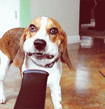 die-witzigsten-hunde-gifs-aller-zeiten_11.gif