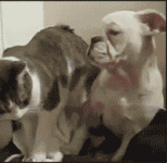 katz und hund.gif
