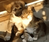 die-witzigsten-hunde-gifs-aller-zeiten_9.gif